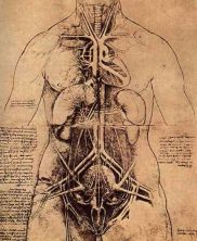 Haga click para ver la imagen ampliada drawing of a woman's torso.jpg